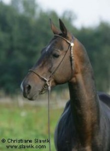 Obrazek