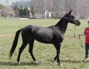 Obrazek